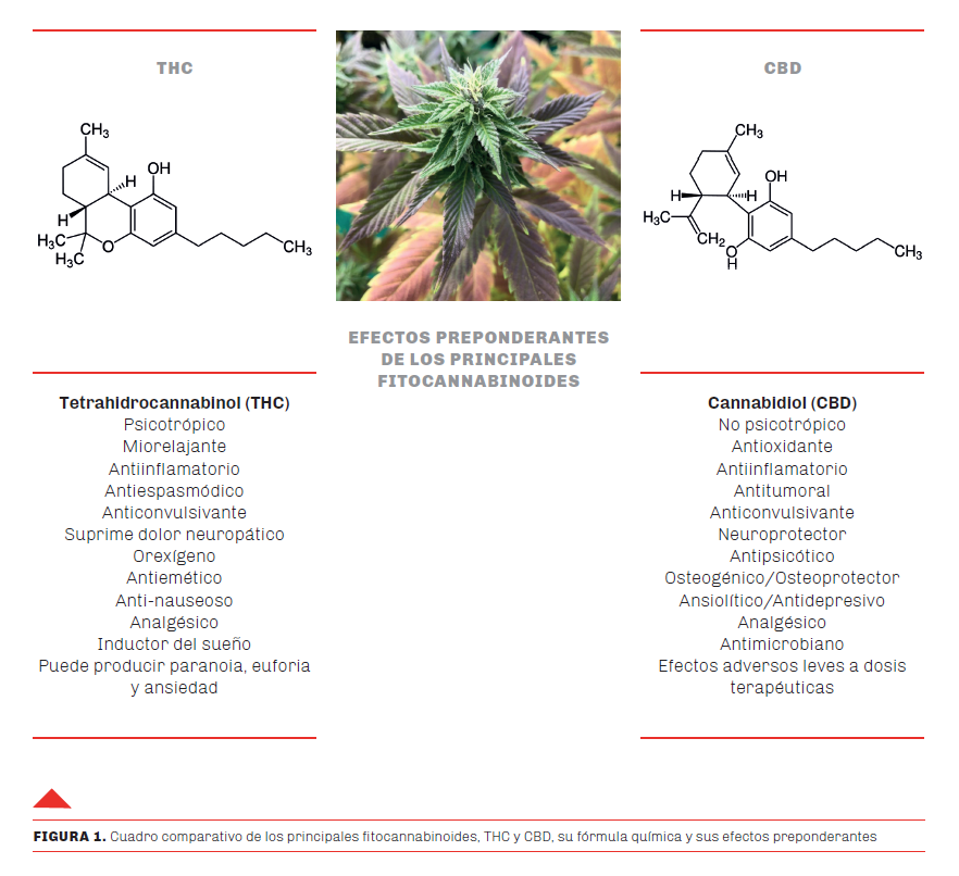 Cannabis medicinal: cómo se administrará y para qué enfermedades